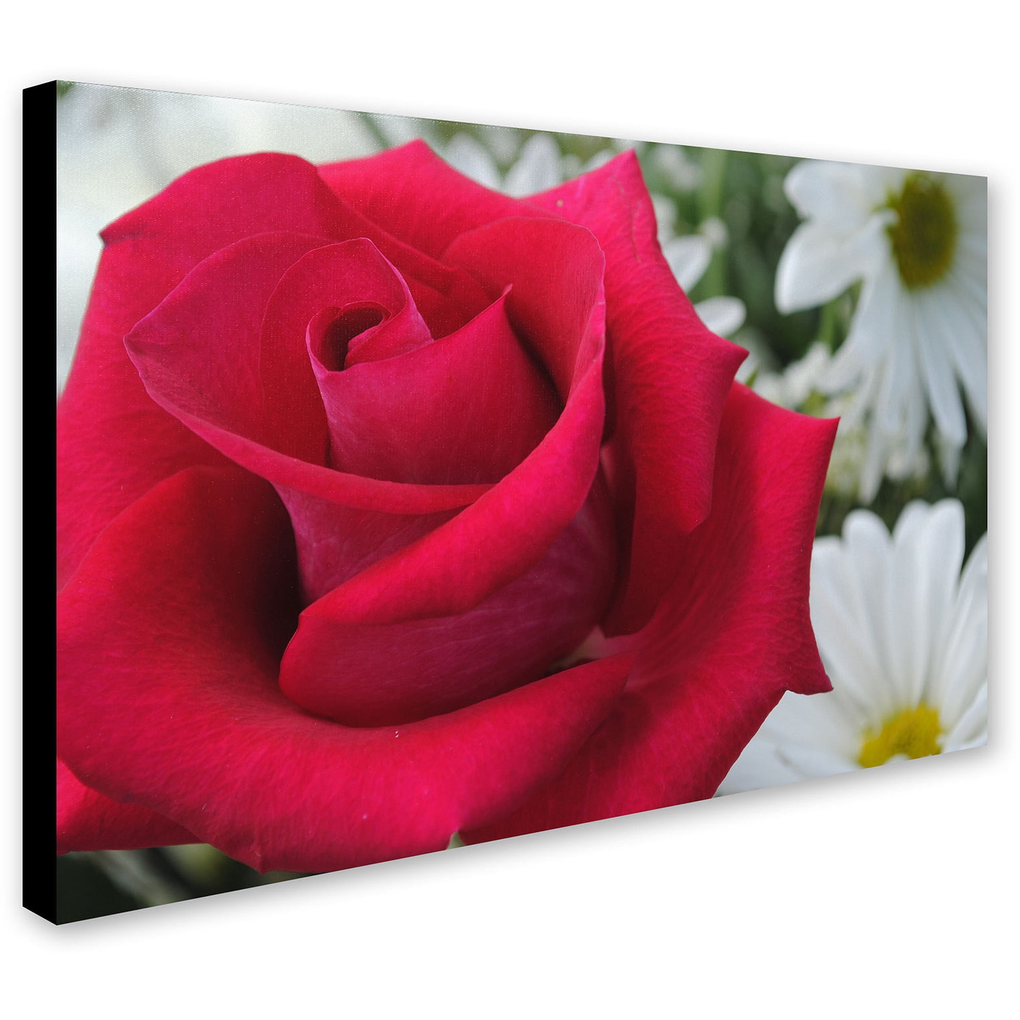 Trademark Fine Art "Pristine" Canvas Art by Monica Fleet