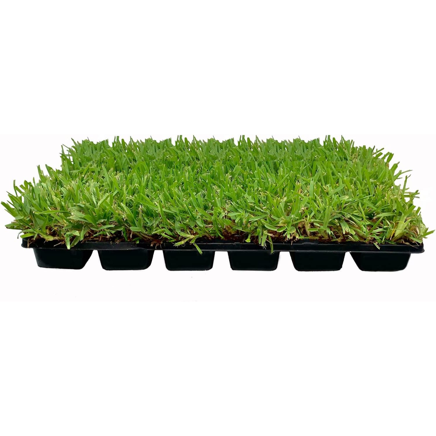 St. Augustine Palmetto 18 Live Extra Large Grass Plugs Drought