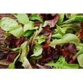 thumbnail image 2 of 1200+ Gourmet Mixed Lettuce Seeds | Non-GMO | Fresh Garden Seeds USA, 2 of 2