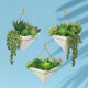 thumbnail image 4 of 21 piezas Surtido de plantas suculentas artificiales Sin maceta Pequeña cadena verde de perlas Cactus Aloe Selecciones Suculentas falsas a granel para suculentas Corona de jardín F, 4 of 5