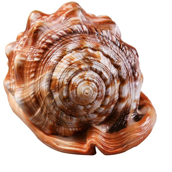 Casque Bouche de Taureau Naturel Coquillage Corail Escargot de Mer Aquarium Ornement 1Pcs,1 x Conque Naturelle,Jaune&Blanc