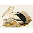 thumbnail image 2 of Gould, John 24x18 Gold Ornate Wood Framed with Double Matting Museum Art Print Titled - Australian Pelican-Pelecanus conspicillatus, 2 of 4