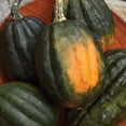 thumbnail image 4 of Burpee Early Acorn Hybrid Winter Squash, Plant Seeds for Home Garden, 4 of 4