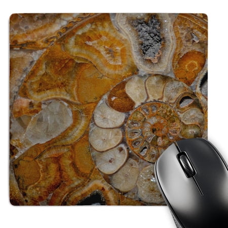3dRose  Dactylioceras from the Jurasic Germany  MousePad price history on PriceWatchPro