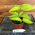 thumbnail image 2 of Pothos Neon, 4" plant, The Plant Farm, 2 of 2