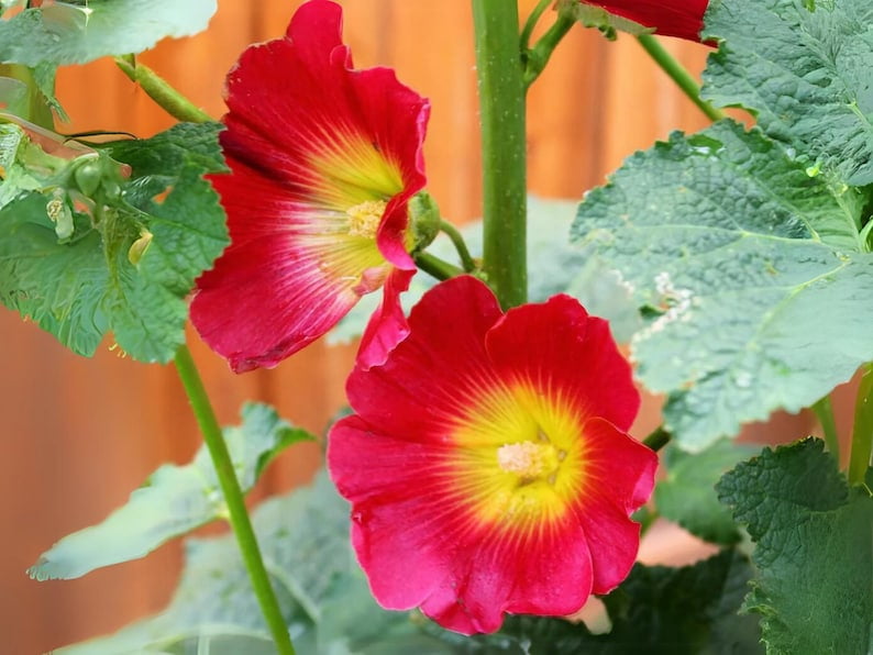 20 Seeds Halo Red Hollyhock Alcea Rosea Tall Blooms Easy to Grow Perennial Pollinator-Friendly
