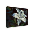 thumbnail image 2 of Trademark Fine Art 'White Lily Dark' Canvas Art by Hall Groat Ii, 2 of 3