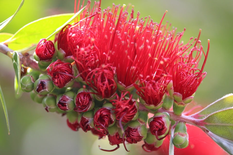 Australian Native Plant Bottlebrush Callistemon-12 Inch By 18 Inch