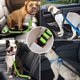 thumbnail image 5 of Cinturón de seguridad para coche para perros con absorción de impactos, hilos reflectantes elásticos ajustables duraderos y mosquetón fuerte para todos los perros y gatos mascotas (verde), 5 of 5