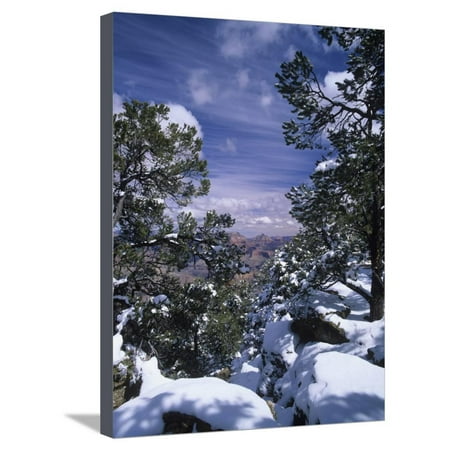 Snow Covered Pines Along the South Rim of the Grand Canyon, Grand Canyon National Park, Arizona Stretched Canvas Print Wall Art By Adam