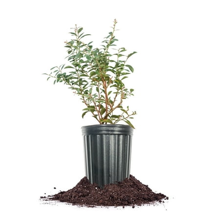 Perfect Plants Southern Highbush O'Neal Blueberry 1 Gallon