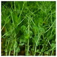 thumbnail image 5 of Everwilde Farms - 100 Sugar Snap Pea Seeds - Gold Vault Jumbo Bulk Seed Packet, 5 of 5