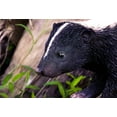 thumbnail image 4 of STATUE de SKUNK Marcheuse, 4 of 4
