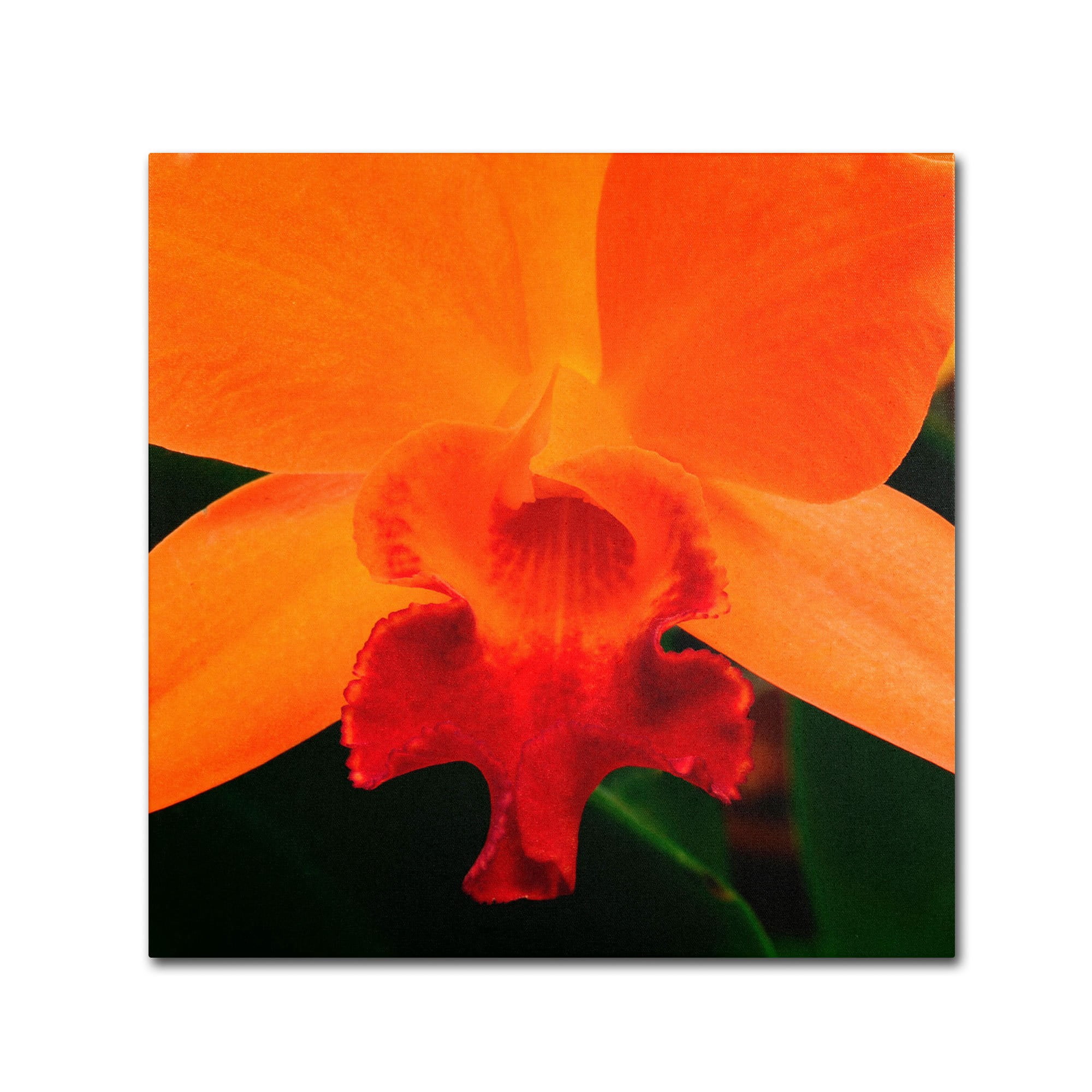 Trademark Fine Art "Brilliant Orchid on Fire" Canvas Art by Kurt Shaffer