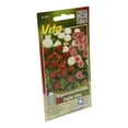 thumbnail image 3 of Semillas Margarita Botoncitos Vita Verde 0.1G, 3 of 3