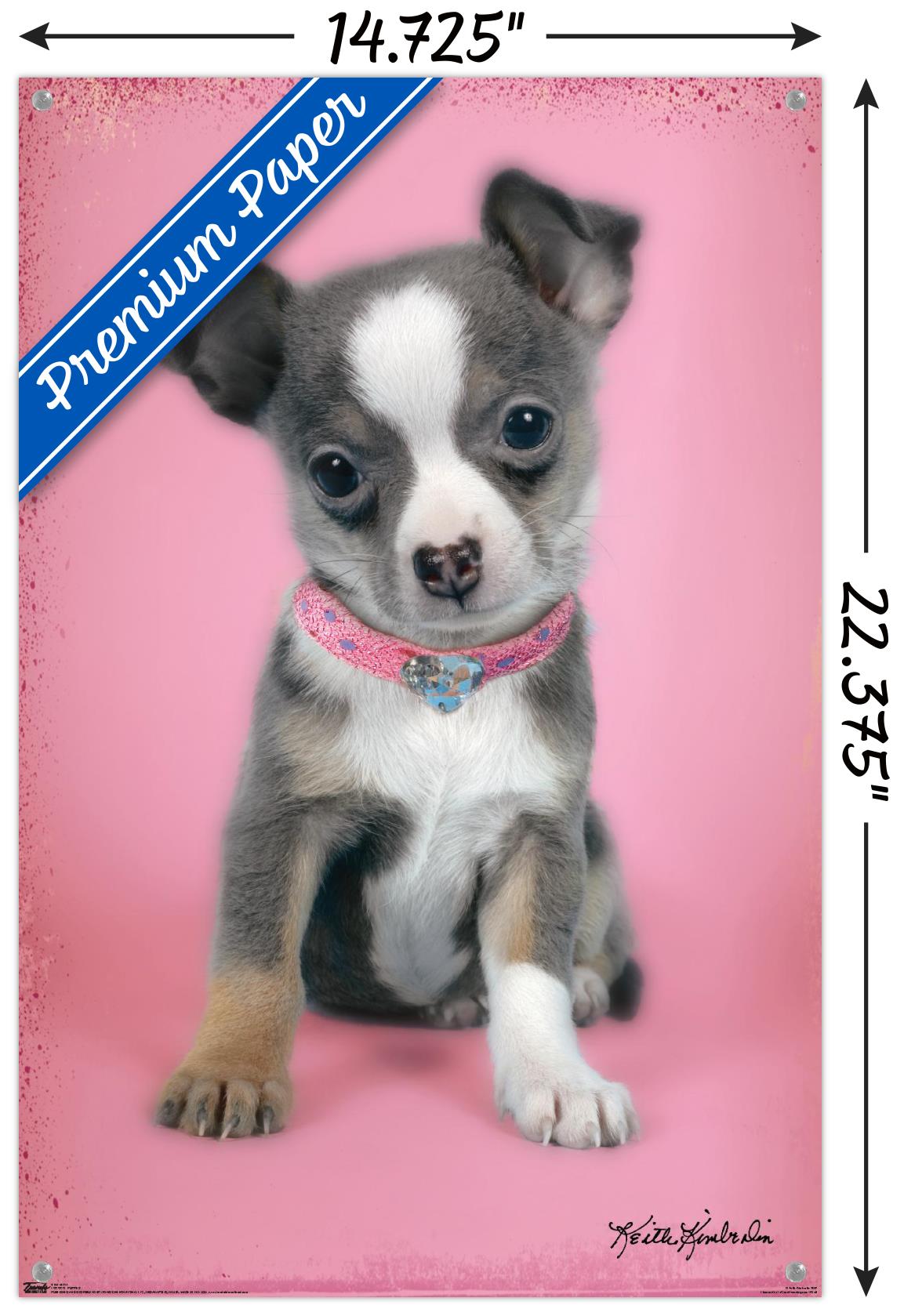 Keith Kimberlin - Puppy on Pink Background Wall Poster with Push Pins, 14.725" x 22.375"