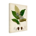 thumbnail image 2 of Trademark Fine Art 'Verdant Foliage IV' Canvas Art by Vision Studio, 2 of 4