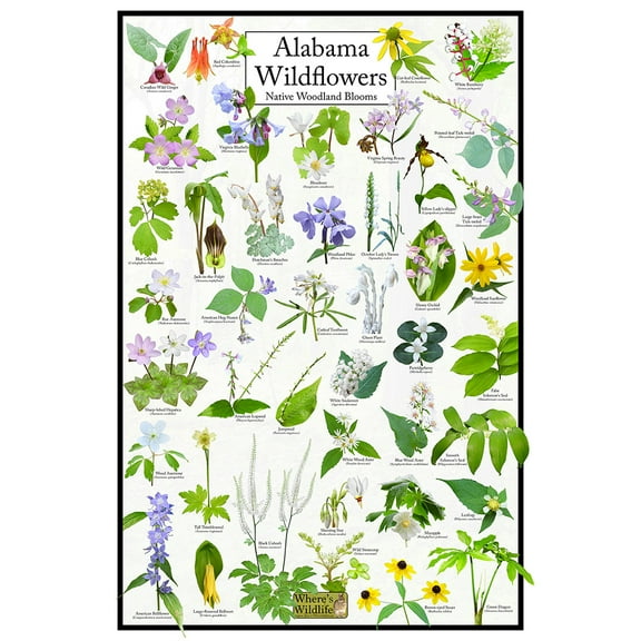 Alabama Wildflowers Poster - Native Woodland Blooms - Educational Science Chart of Alabama Flowers