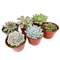 thumbnail image 2 of Rosette Shaped Succulent Pack 4" 10 Succulents, 2 of 3