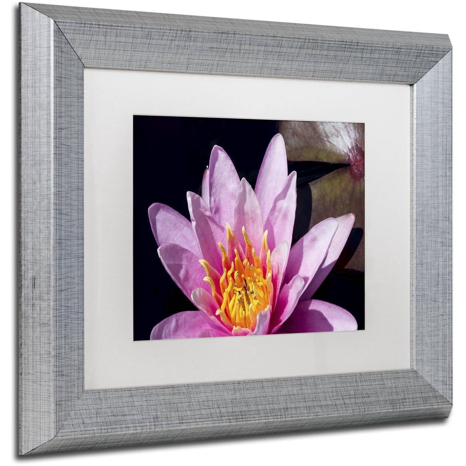 Trademark Fine Art "Pink Water Lily" Canvas Art by Kurt Shaffer, White Matte, Silver Frame