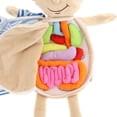 thumbnail image 3 of Modelo de anatomía del cuerpo Juguete de aprendizaje de ciencia Zulema Juguetes para ensamblar órganos, 3 of 8