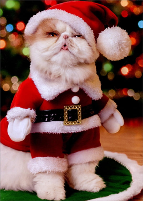 Avanti Press Standing Santa Cat Funny / Humorous Christmas Card