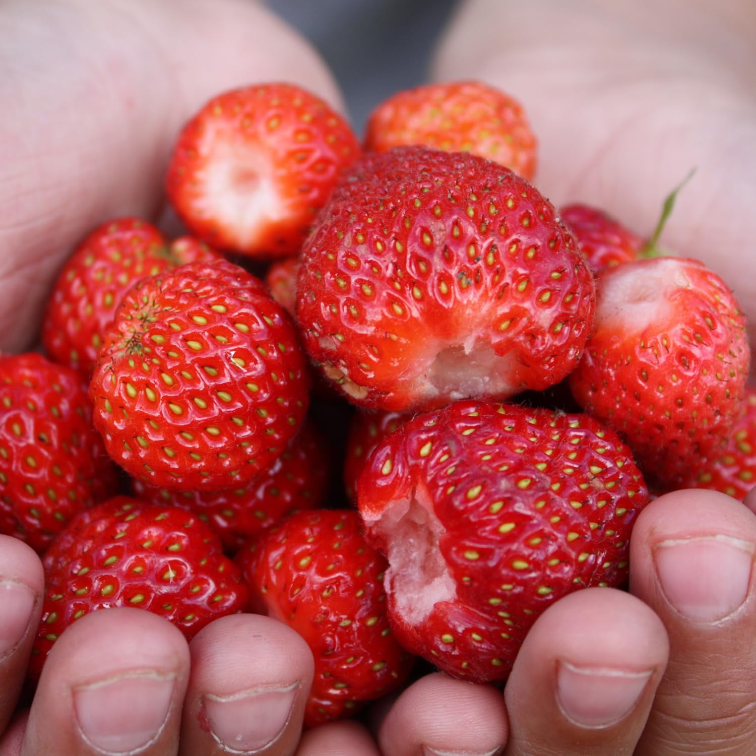 SEBIOLA Strawberry Seeds - Non-GMO Heirloom MVR1&nbsp;2000 Red Strawberry Seeds for Planting Indoor-Outdoor Home Garden and Farm - Sweet & Juicy, Easy to Plant, High Yield