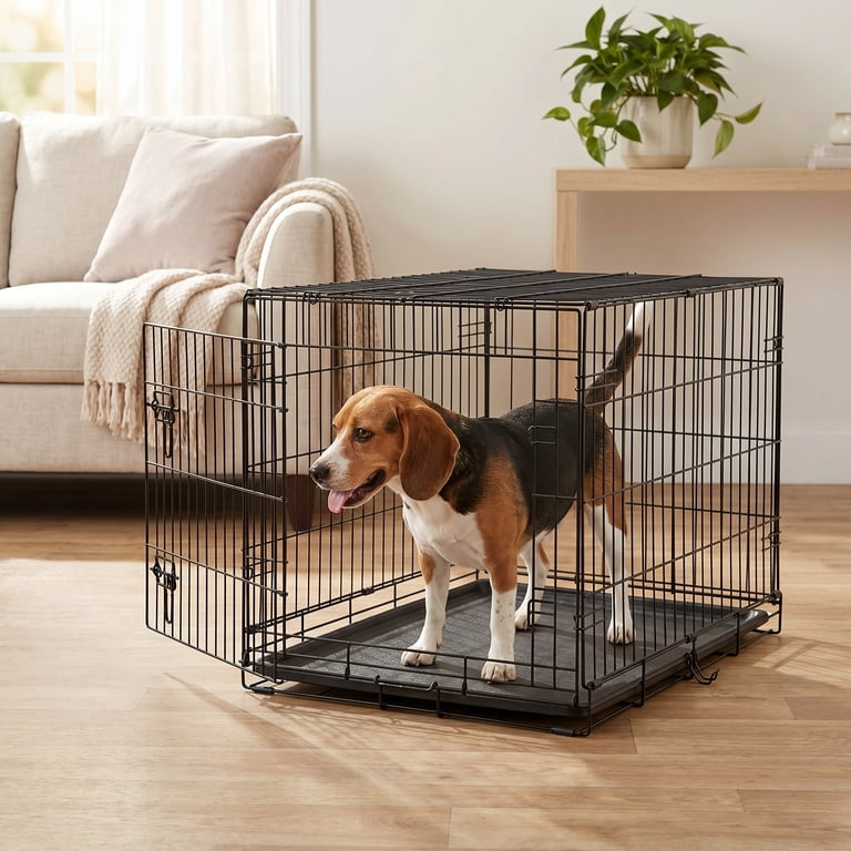 犬の飼育・トレーニング・看護 教材 DVDセット 犬の飼育・トレーニング