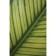 thumbnail image 2 of Erin Berzel 17x24 Gallery Wrapped Canvas Wall Art Titled - Leaf Detail II, 2 of 4