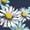 NAVY, variant on - Floral Peace Sign - Women's Short Sleeve Graphic T-shirt