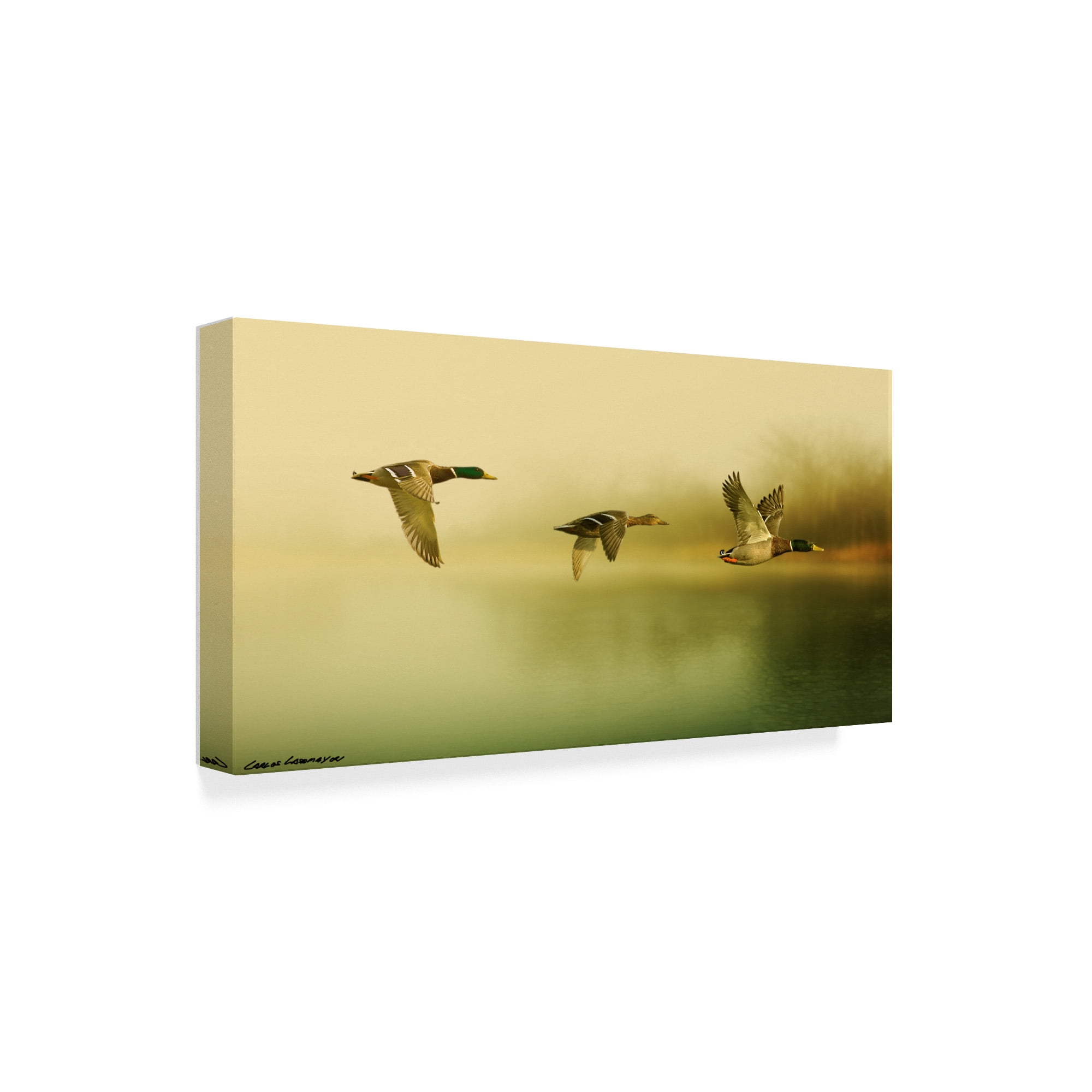 Trademark Fine Art 'Ducks Flying' Canvas Art by Carlos Casamayor