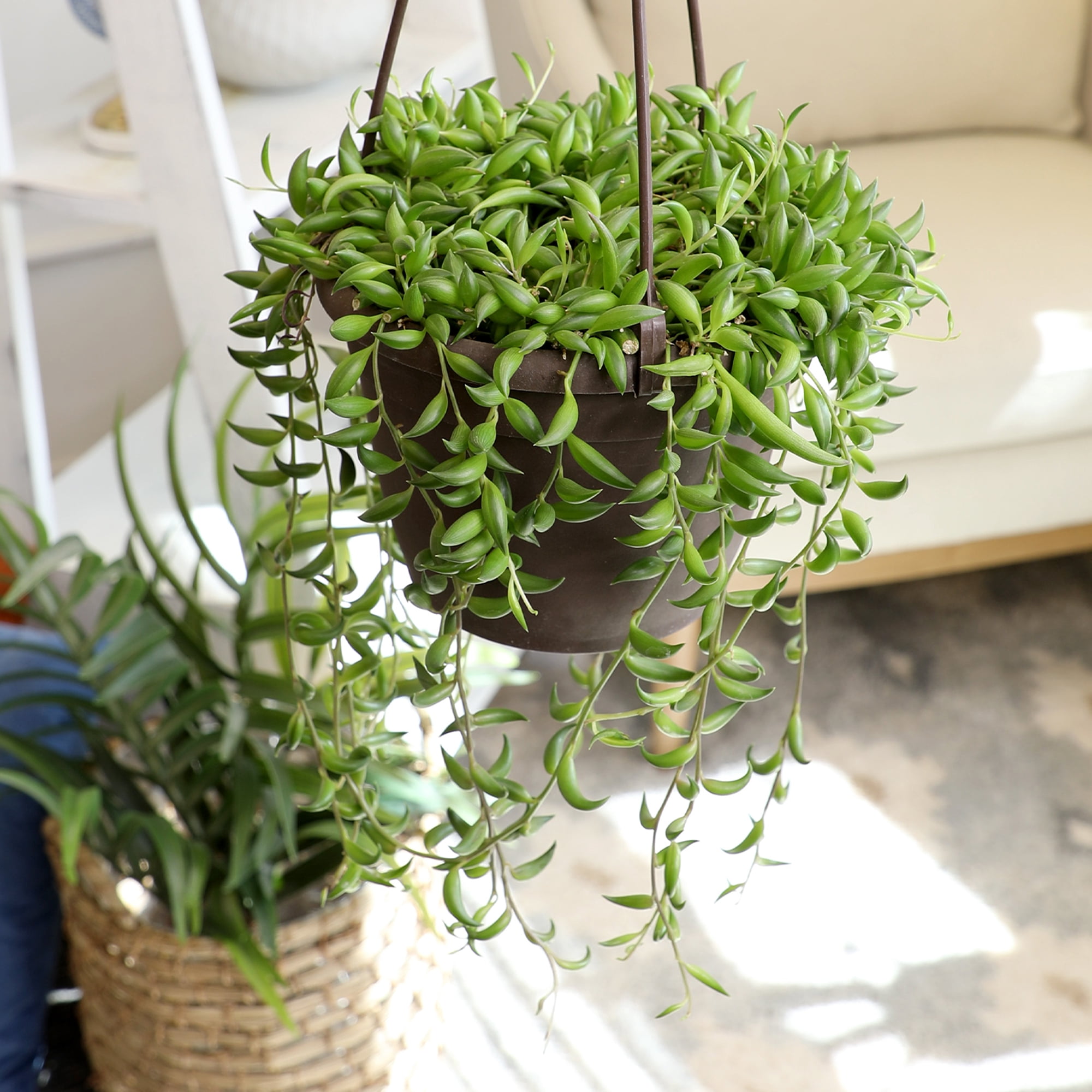 Element by Altman Plants 6" Senecio Radicans Bananas Live Hanging Succulent Basket
