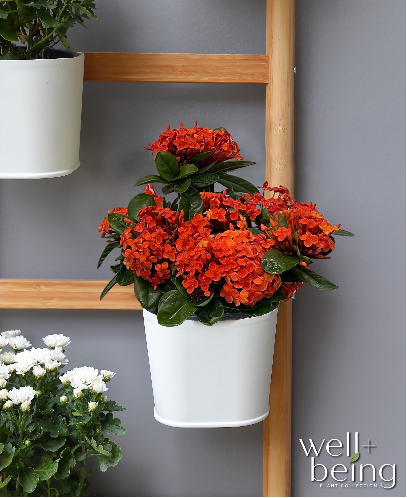 Nature's Way Farms Ixora Maui, Red, Easy Care, Live Plant, Grow Outdoor, Full Sun Bright Light, Perfect for Plant Lovers & Beginners, in Grower Pot. (18-24 in. Tall)