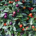 thumbnail image 4 of Capsicum Seeds - Ornamental Pepper Filius Blue Flower Seed - 2000 Seeds, 4 of 4
