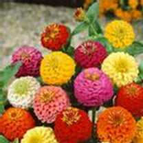 Zinnia Flower Garden Seeds - Lilliput Mix - 1 Oz - Annual Flower Gardening Seed
