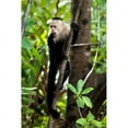 thumbnail image 2 of Capuchin Monkey II Poster Print by Larry Malvin, 2 of 2