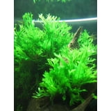 Underwater Aquatic Freshwater Java Fern Windelov Live Aquarium Plants ...