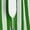 Green, variant on Women's Striped Shorts Casual Elastic Waist Drawstring Lounge Shorts with Expanding Pockets