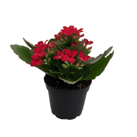 Red Kalanchoe - 2.5" Pot - In Bud and Bloom / Easy House Plant