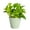 Sage, variant on Live Golden Pothos Plant - Air Purifying - Vining Plant - 6" Decorative Pot Cover - Thorsen's Greenhouse