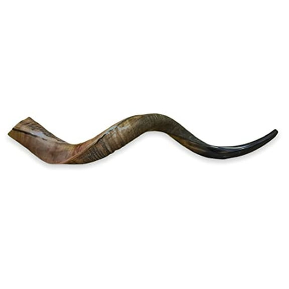 Natural Kudu Horn 20"-22" Shofar Half Polished Sterile Clean New Perfect Sound