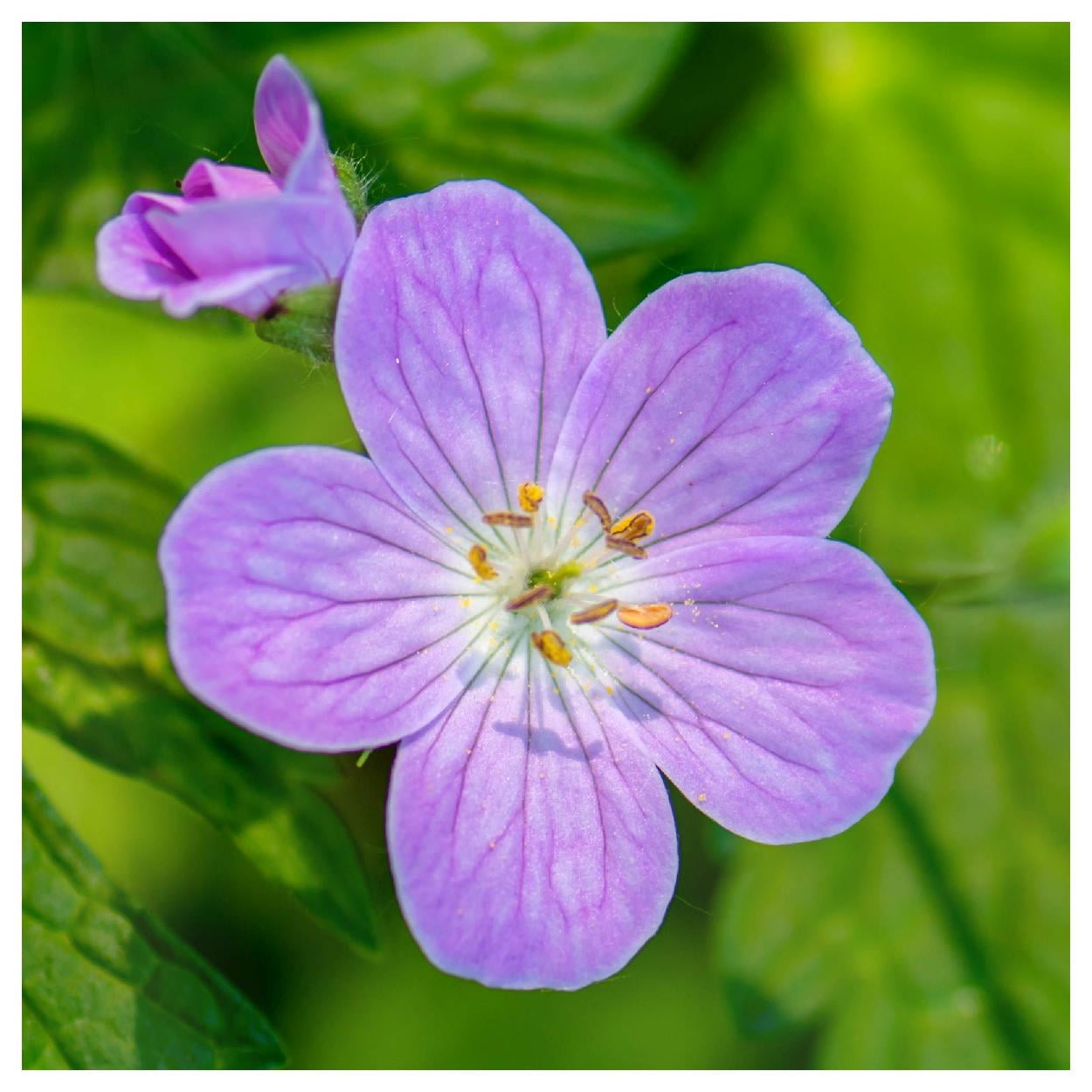 Everwilde Farms - 1 oz Wild Geranium Native Wildflower Seeds - Gold Vault Bulk Seed Packet