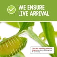 thumbnail image 2 of Tienda de regalos Terrarium Venus Fly Trap Live Plant Nature, 2 of 7
