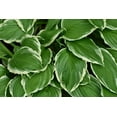 thumbnail image 2 of 2 Gallon (7.5L) Francee Hosta, 2 of 4
