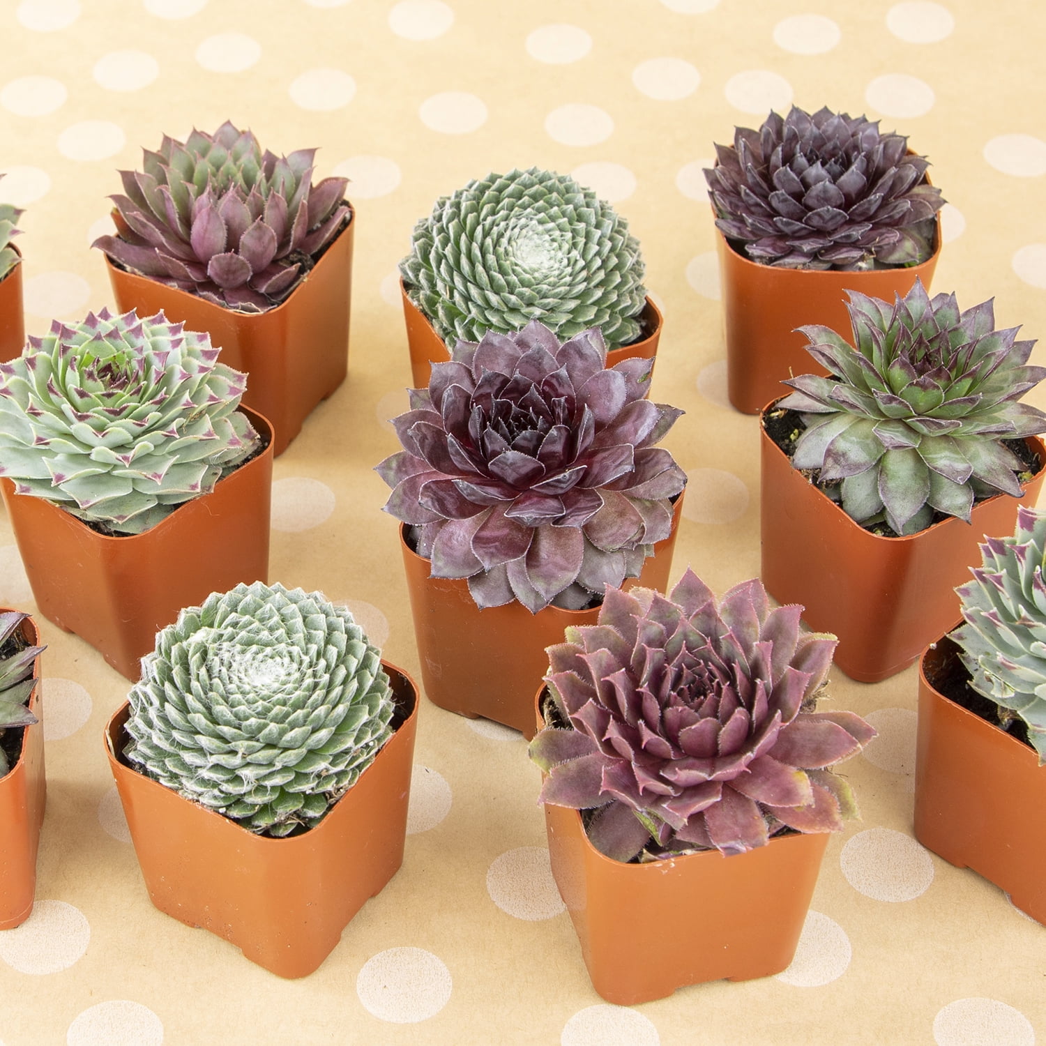 Element by Altman Plants Pet Safe Live Succulent Plants (5 + 1 Free Plant) - 2 in. Pots
