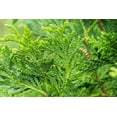 thumbnail image 5 of 1-2ft Thuja Green Giant, Natural Privacy Fence, 5 of 5