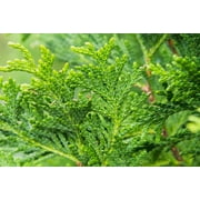 1-2ft Thuja Green Giant, Natural Privacy Fence