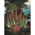 thumbnail image 3 of Thornton, Robert John 12x14 Black Modern Framed Museum Art Print Titled - The Maggot Bearing Stapelia from The Temple of Flora, 3 of 5