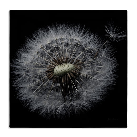 Stupell Industries Modern Close Up Dandelion Petals Canvas Art, 17 x 17, by Andre Eichman