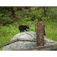 thumbnail image 2 of Galloimages Online 24x20 Gold Ornate Wood Framed with Double Matting Museum Art Print Titled - Bear Cub On Rock, 2 of 4